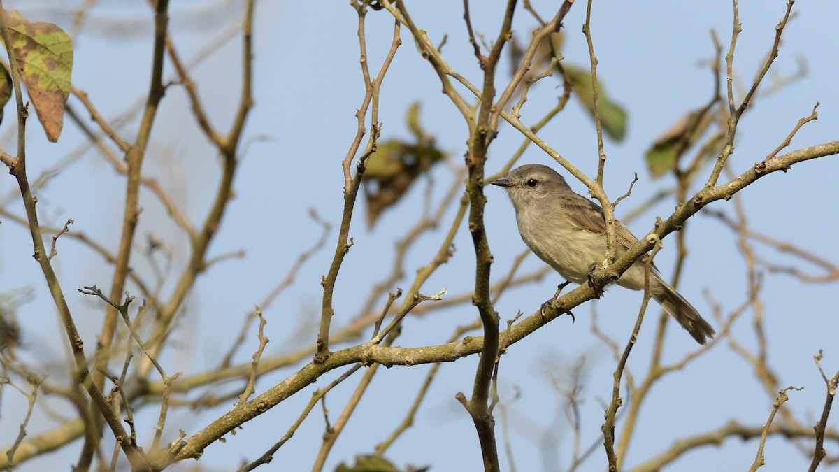 Tumbes Tyrannulet - Miguel Aguilar @birdnomad