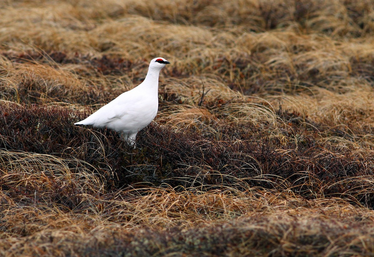 Rock Ptarmigan - Andrew Spencer