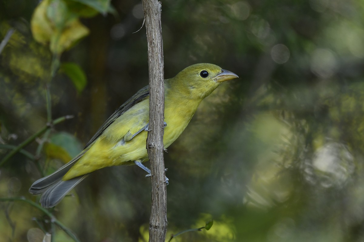 Scarlet Tanager - ML313643891