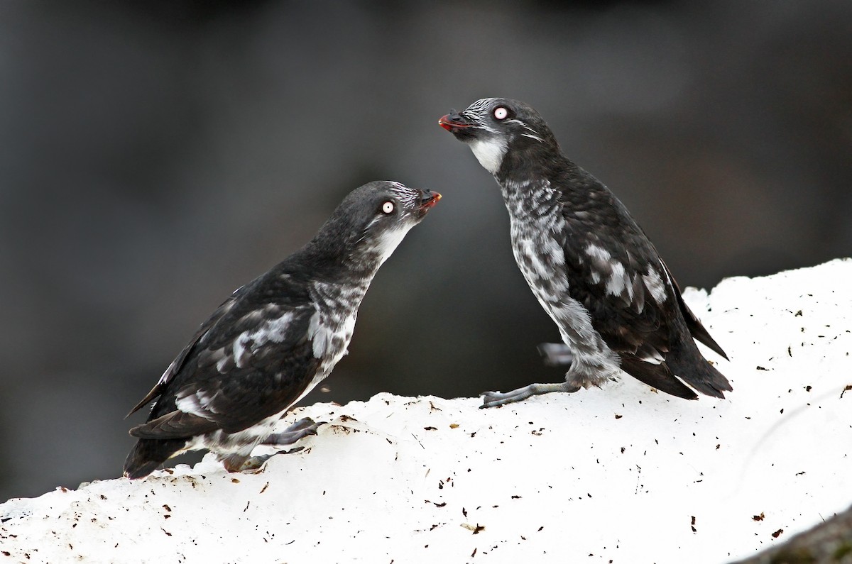 Least Auklet - ML31364471