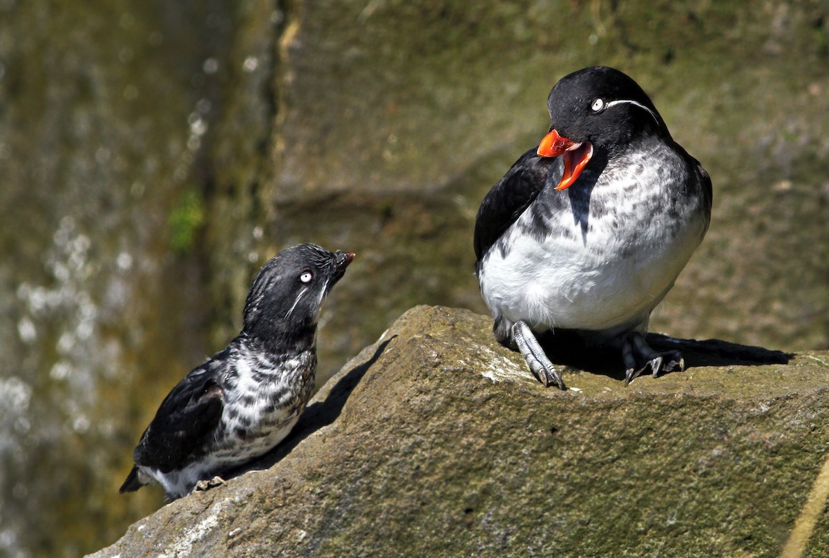 Parakeet Auklet - Andrew Spencer