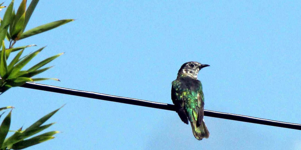 Shining Bronze-Cuckoo - Gerald Howe
