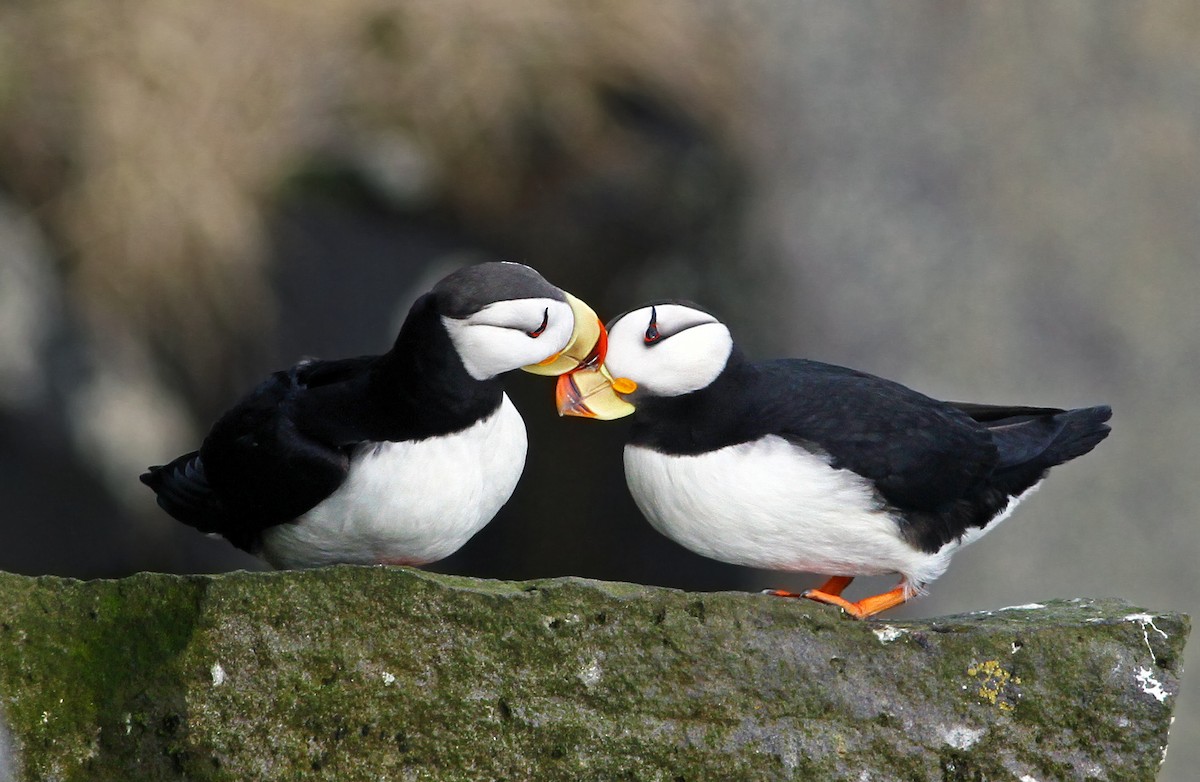 Horned Puffin - Andrew Spencer