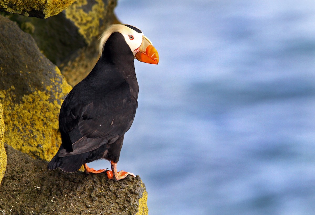 Tufted Puffin - Andrew Spencer