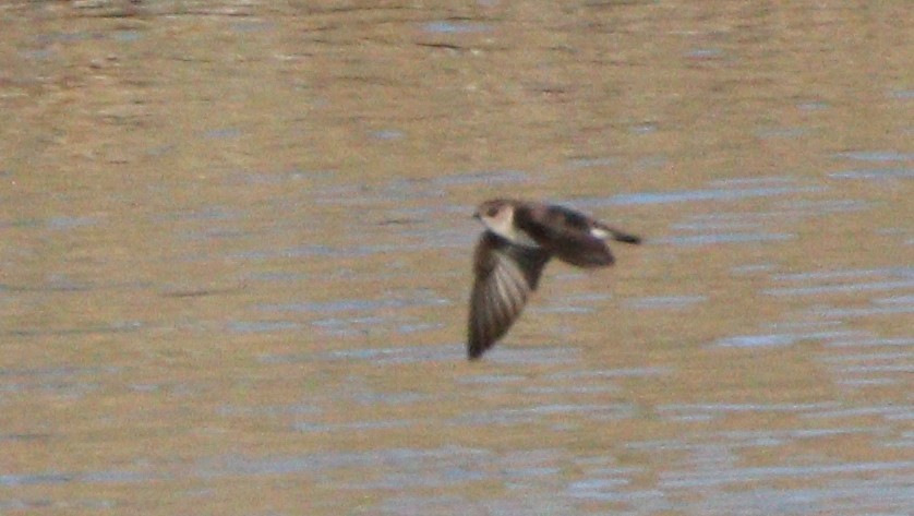 Northern Rough-winged Swallow - ML313645641