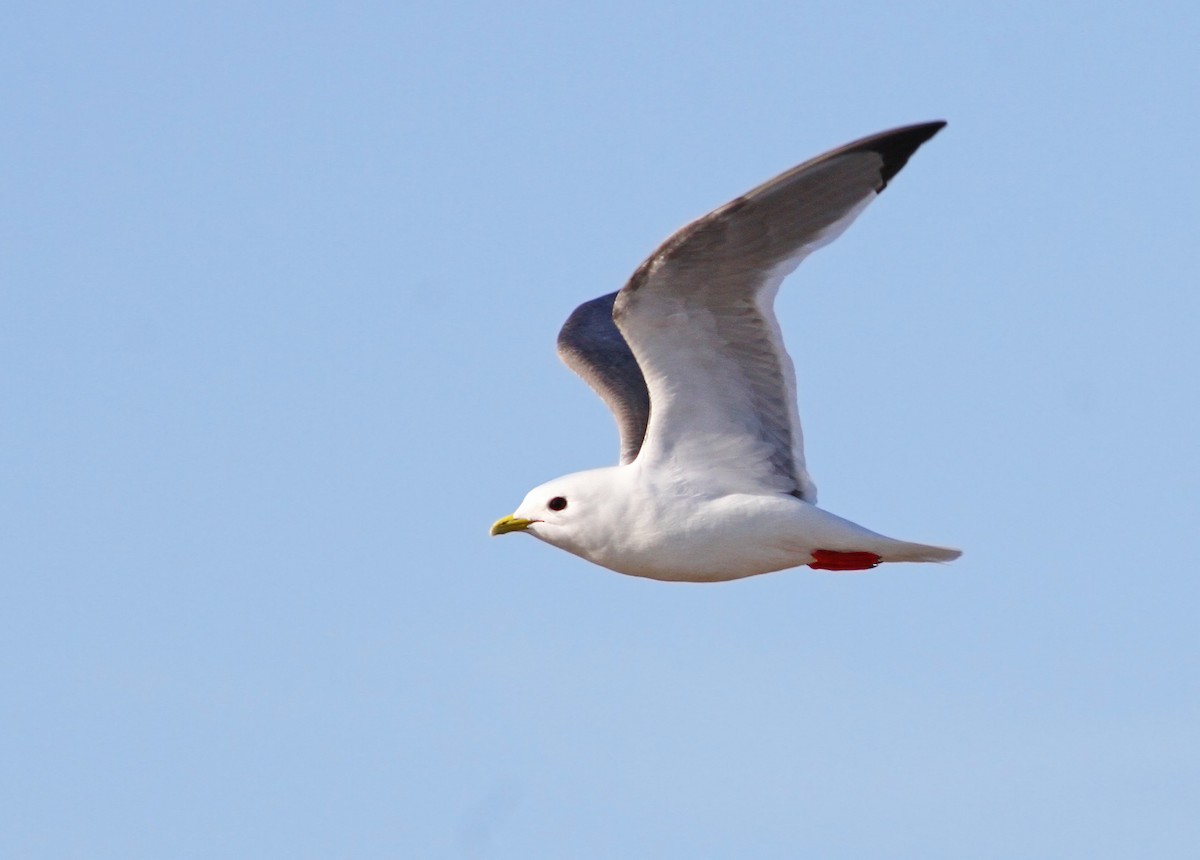 Red-legged Kittiwake - ML31364601