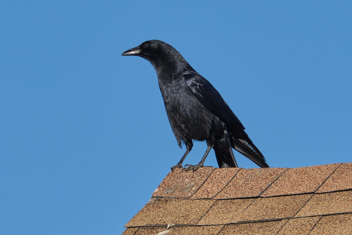 American Crow - ML313646621
