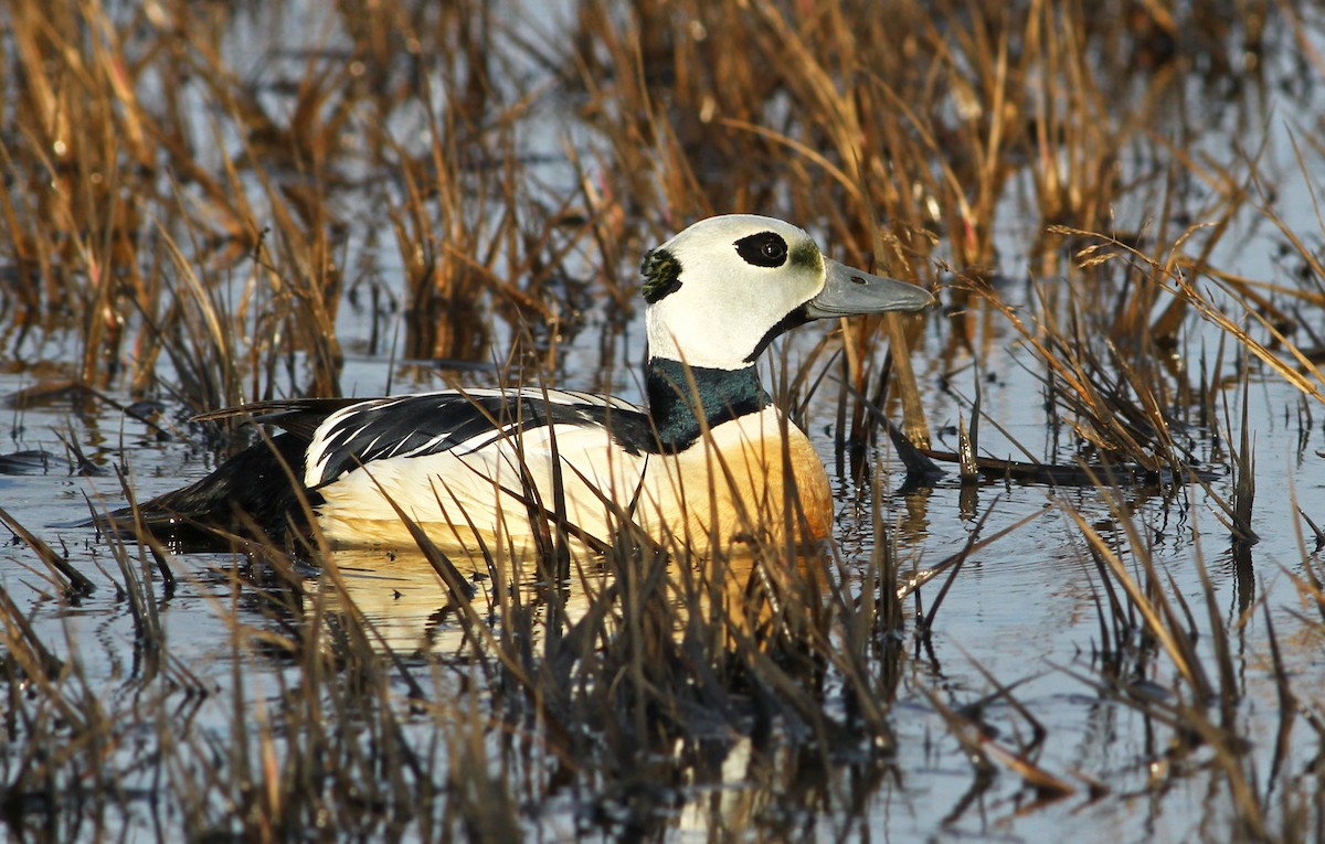 Steller's Eider - Andrew Spencer