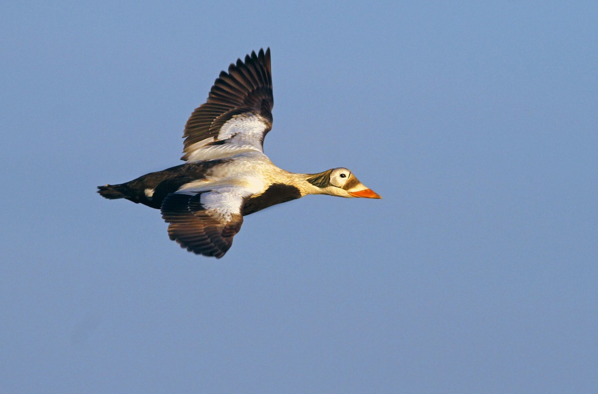 Spectacled Eider - Andrew Spencer