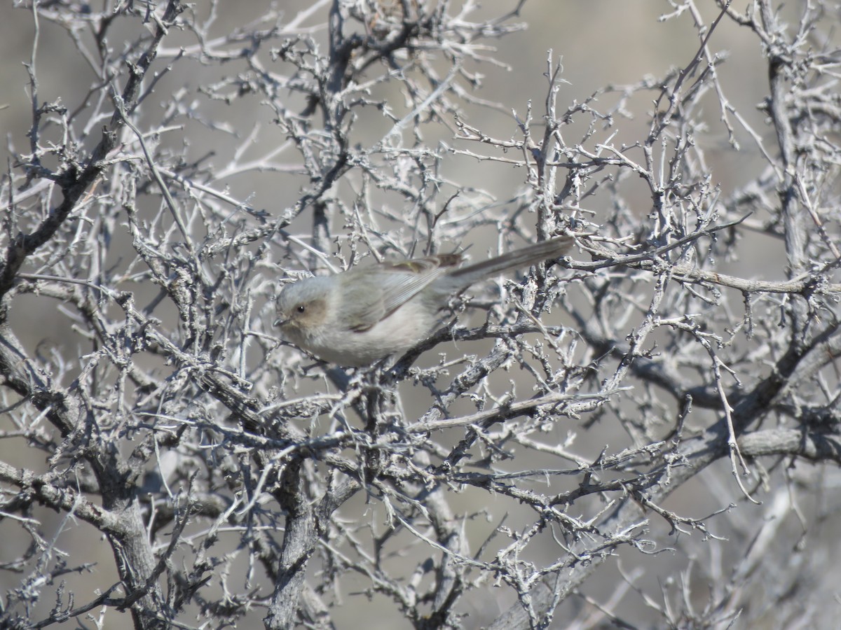 Bushtit (Interior) - Bryant Olsen