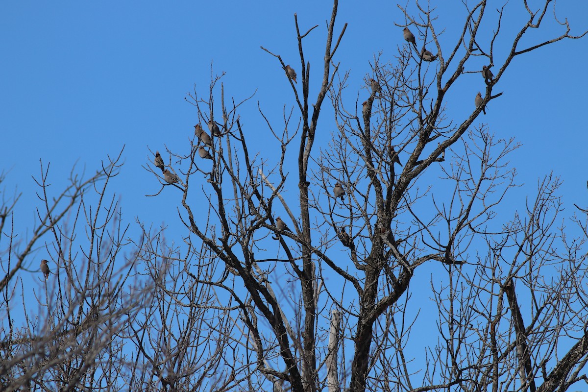 Bohemian Waxwing - ML313648431