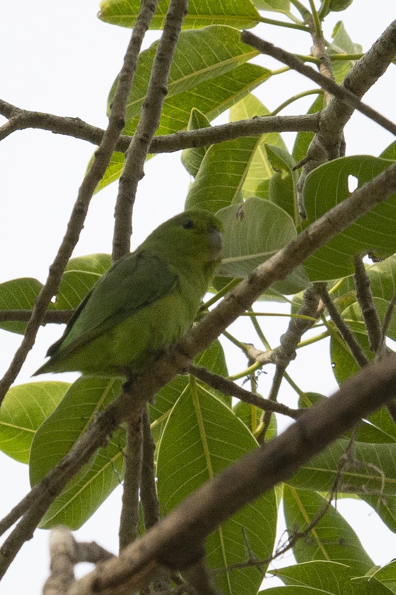 papoušíček mexický (ssp. cyanopygius) - ML313648481