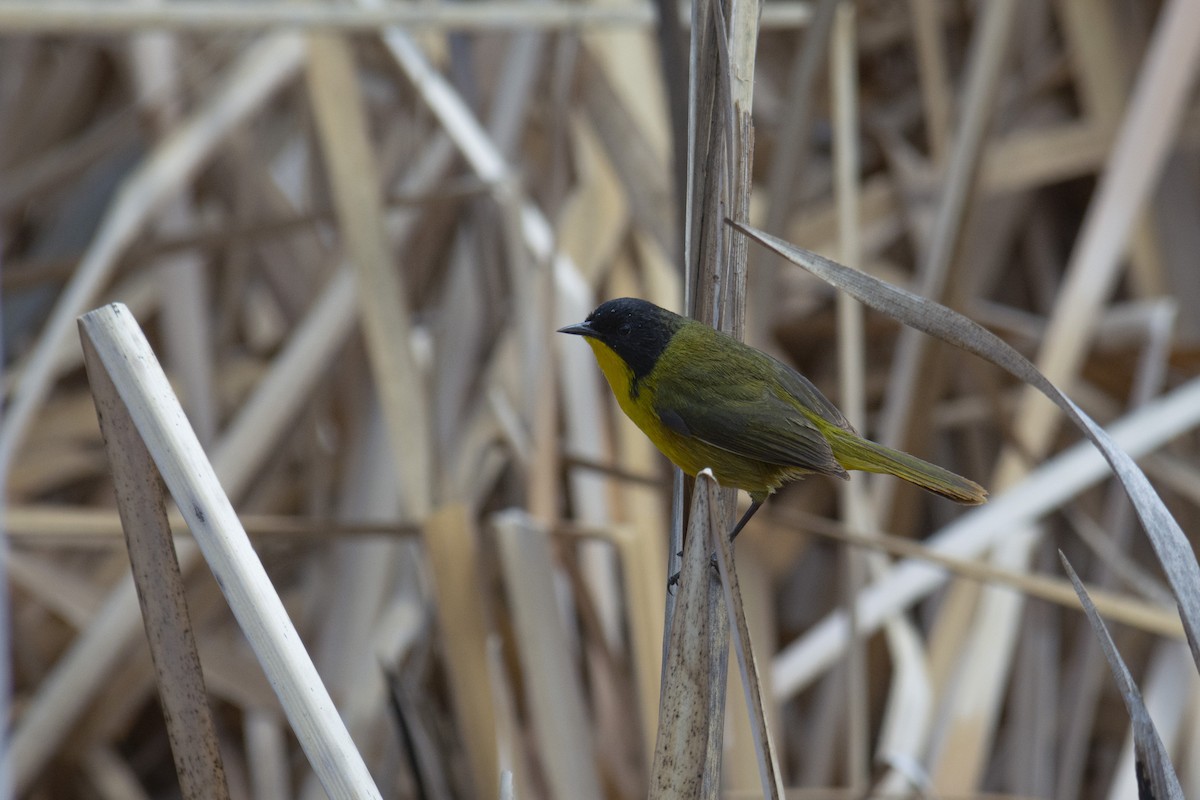 Black-polled Yellowthroat - ML313650481