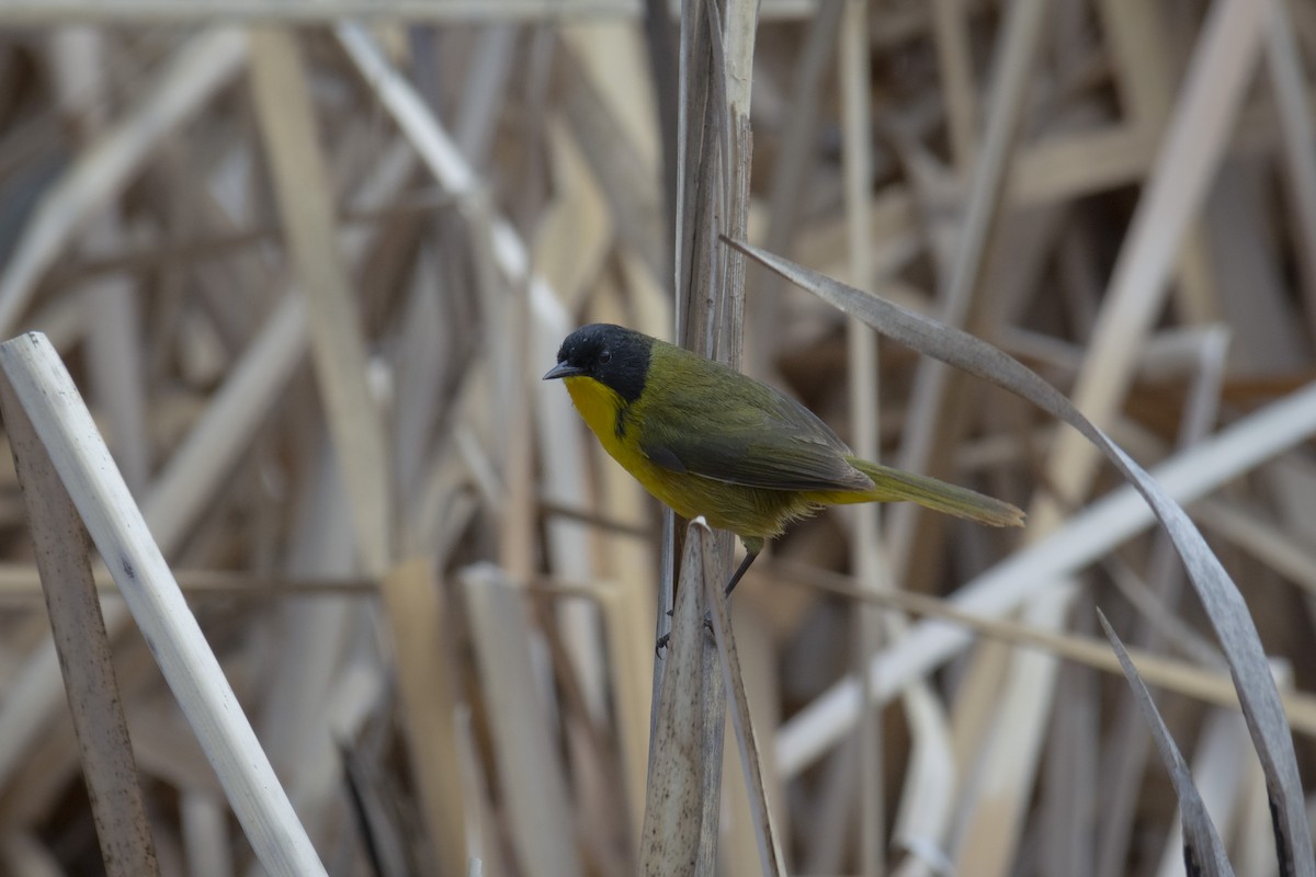 Black-polled Yellowthroat - ML313650521