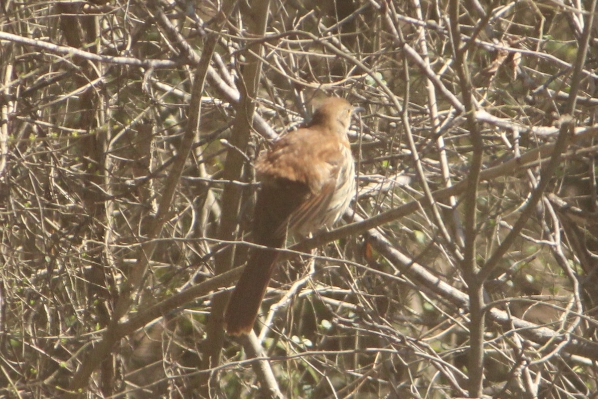 Brown Thrasher - Susan Wood