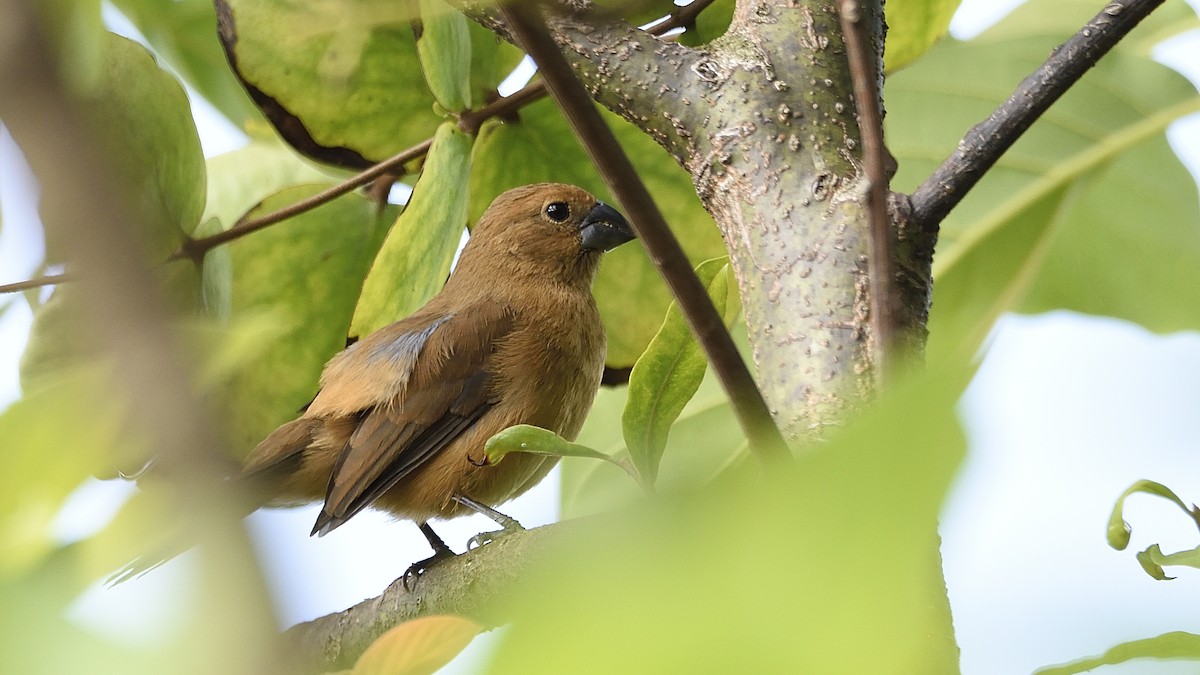 Ultramarine Grosbeak - ML313651561