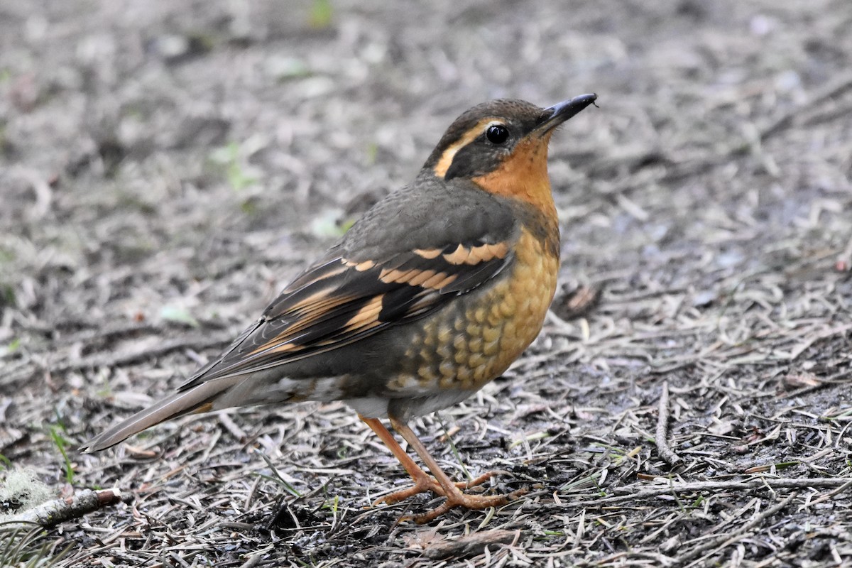 Varied Thrush - Jeff Graham