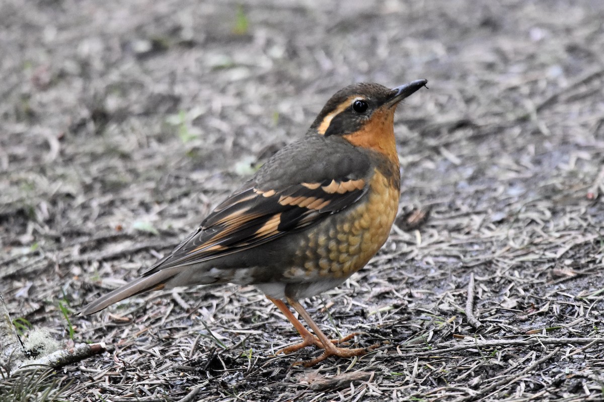 Varied Thrush - Jeff Graham