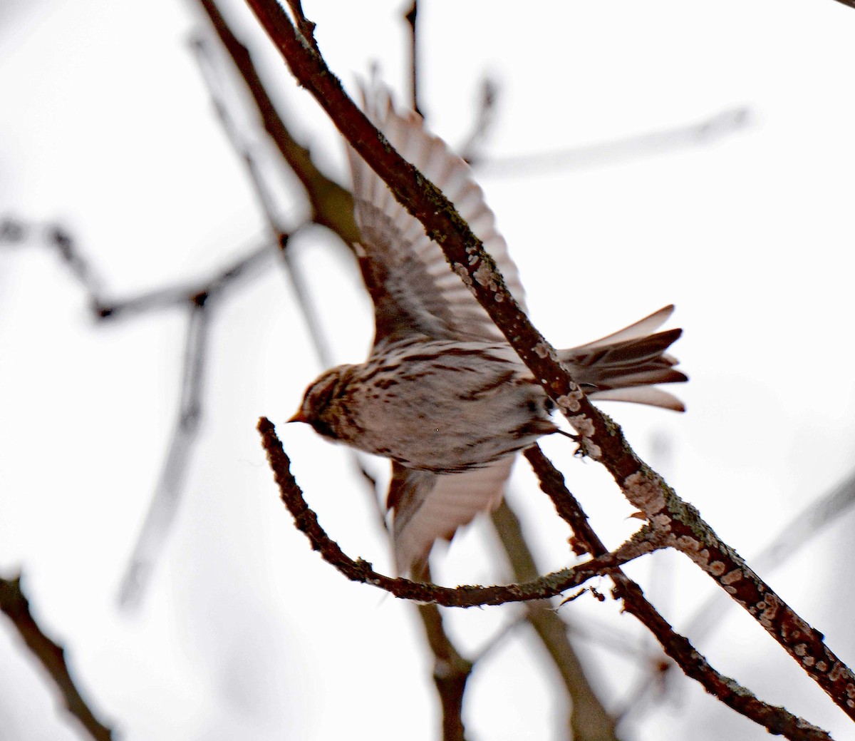 Redpoll (Common) - ML313654911