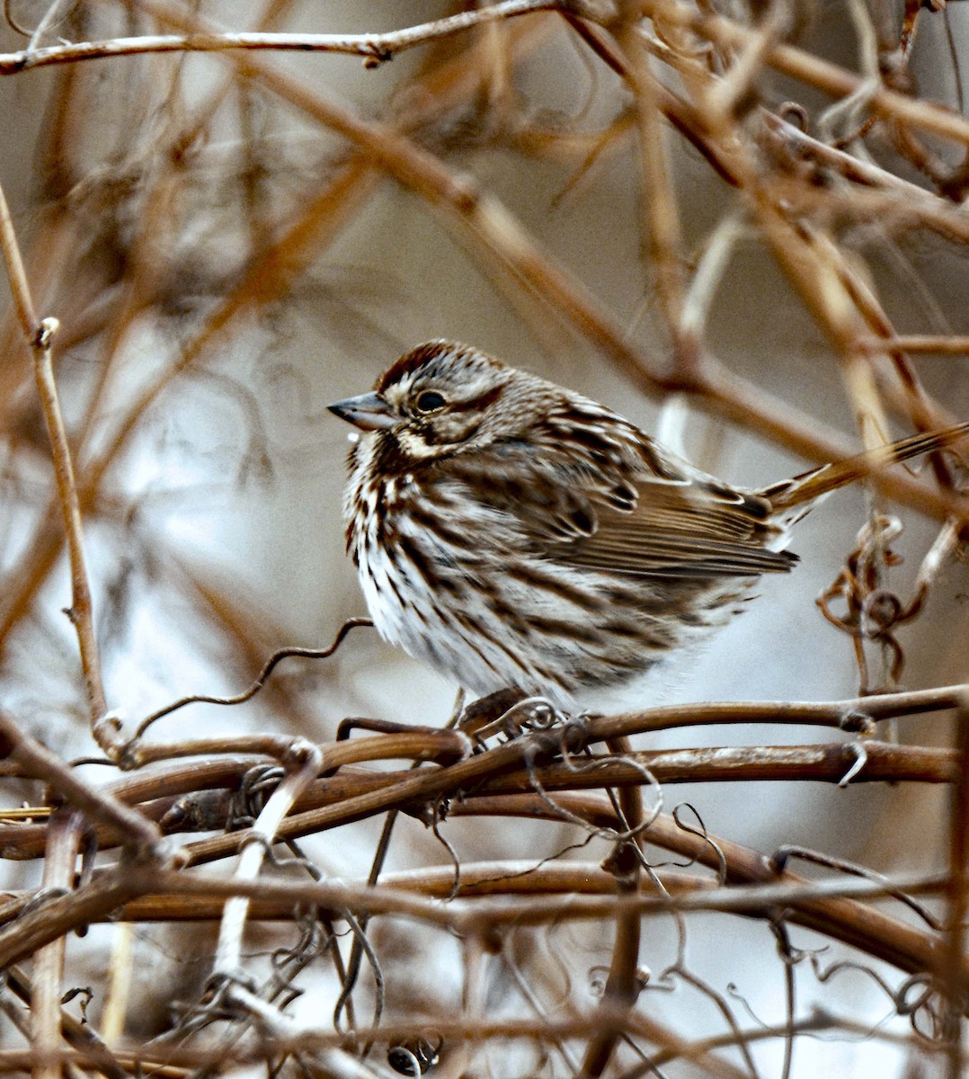 Song Sparrow - ML313654921