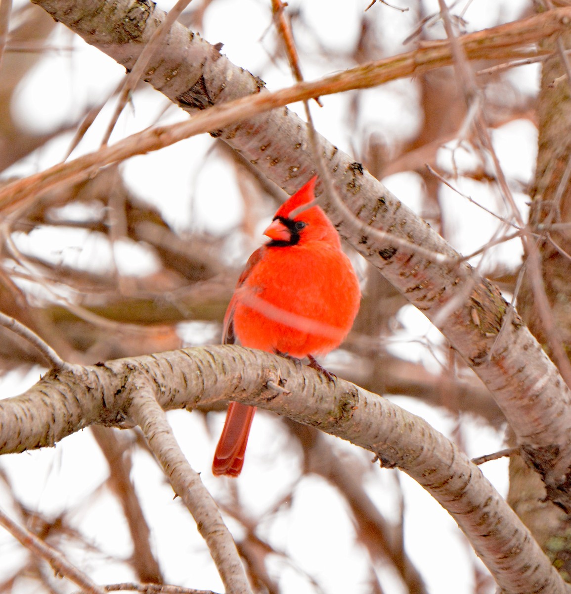 Northern Cardinal - ML313654991