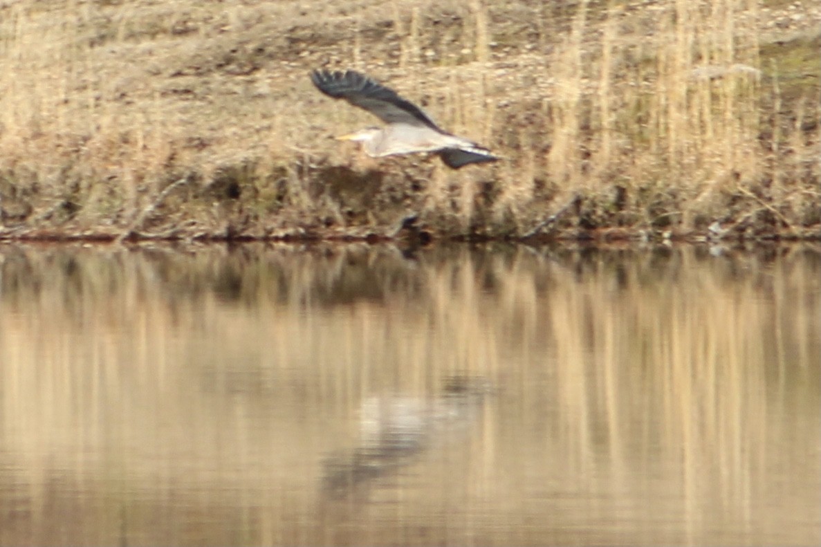 Great Blue Heron (Great Blue) - ML313655621