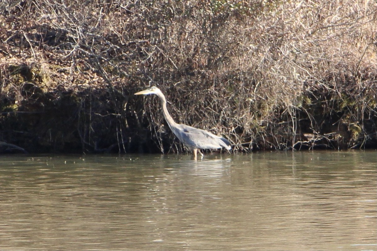 Great Blue Heron (Great Blue) - ML313655641