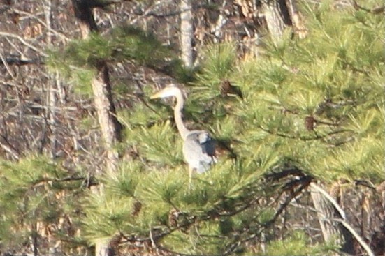 Great Blue Heron (Great Blue) - ML313655661