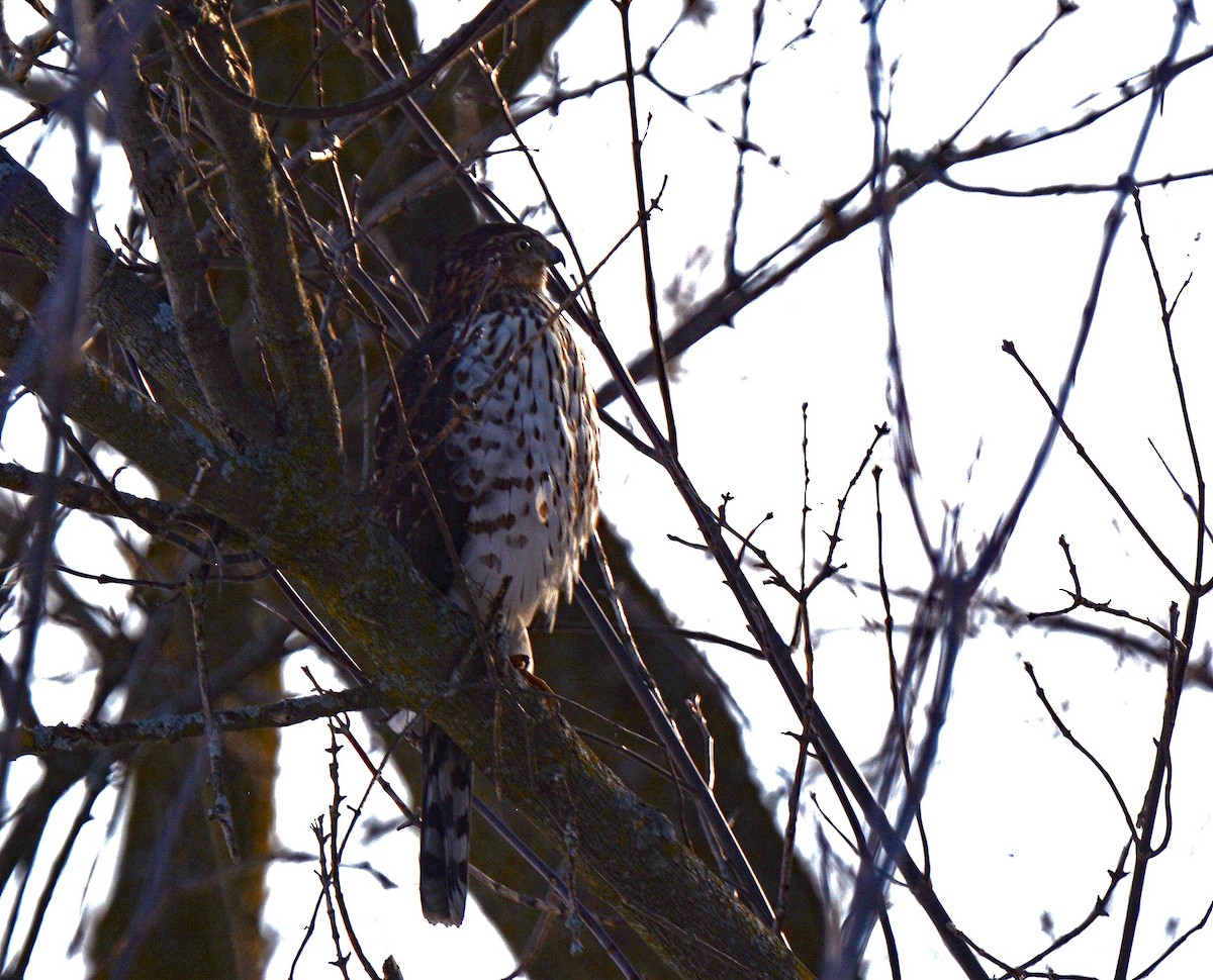 Cooper's Hawk - ML313655711