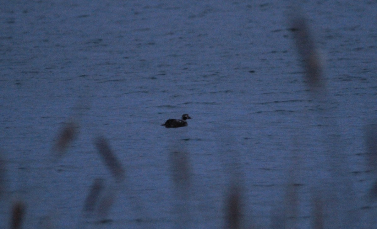 Long-tailed Duck - ML313657231