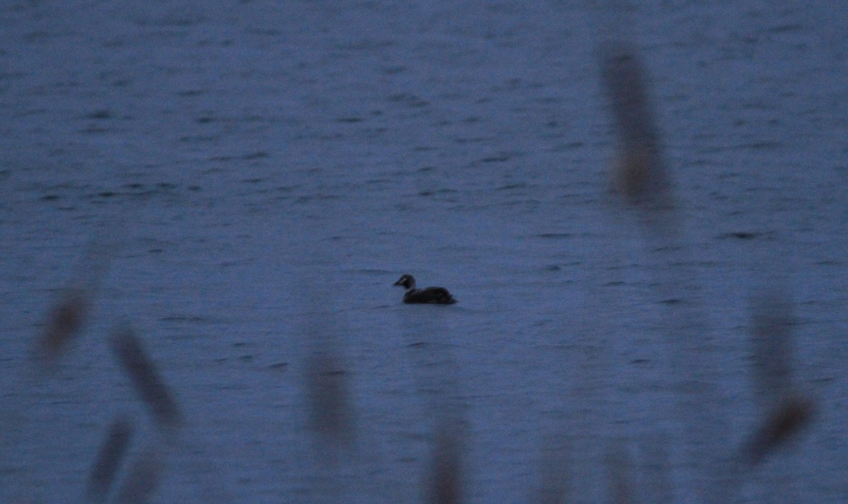 Long-tailed Duck - ML313657251