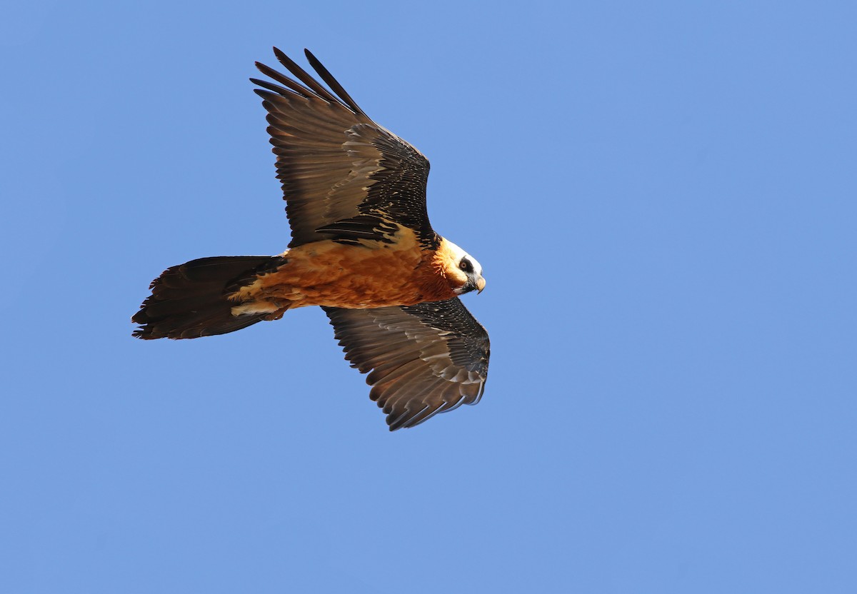 Bearded Vulture - Andrew Spencer