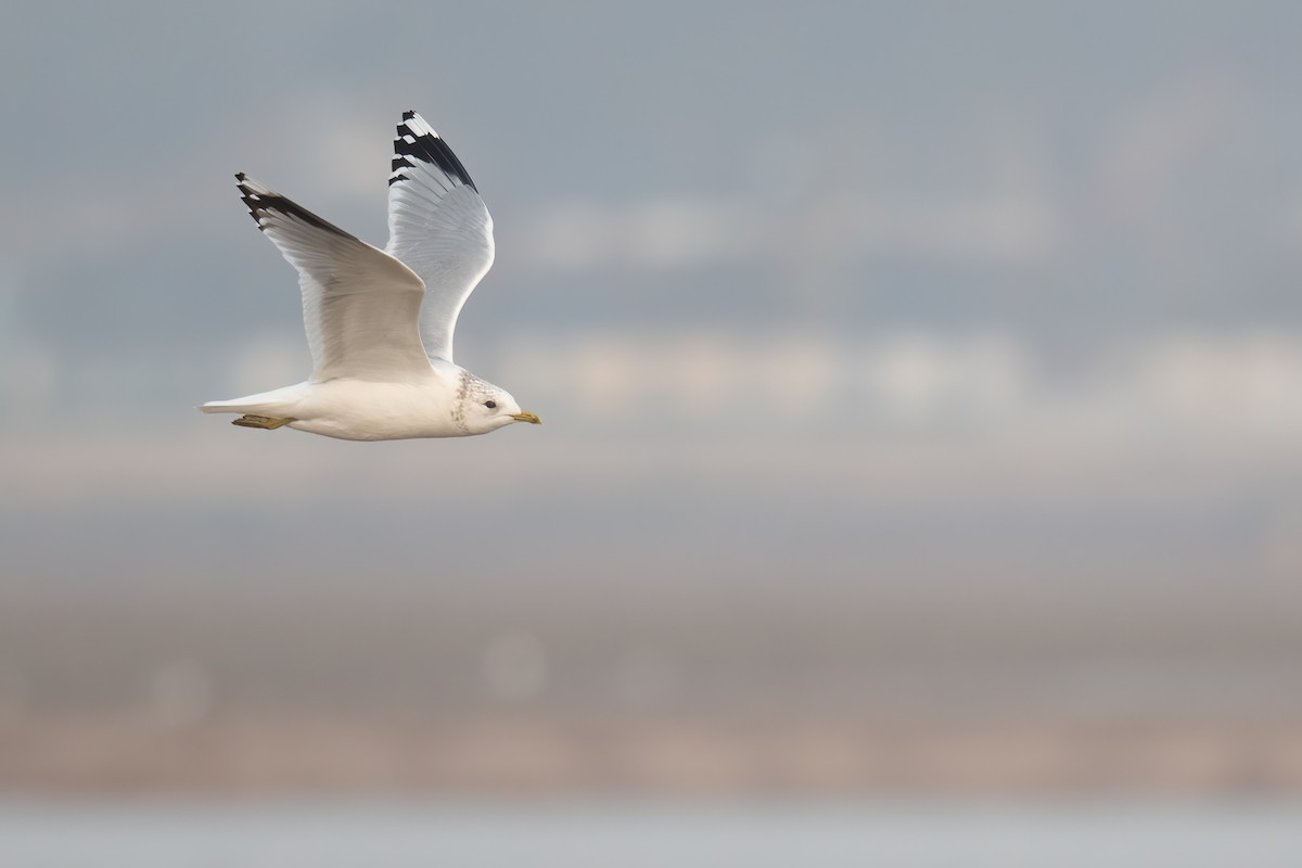 Common Gull (European) - ML313659531