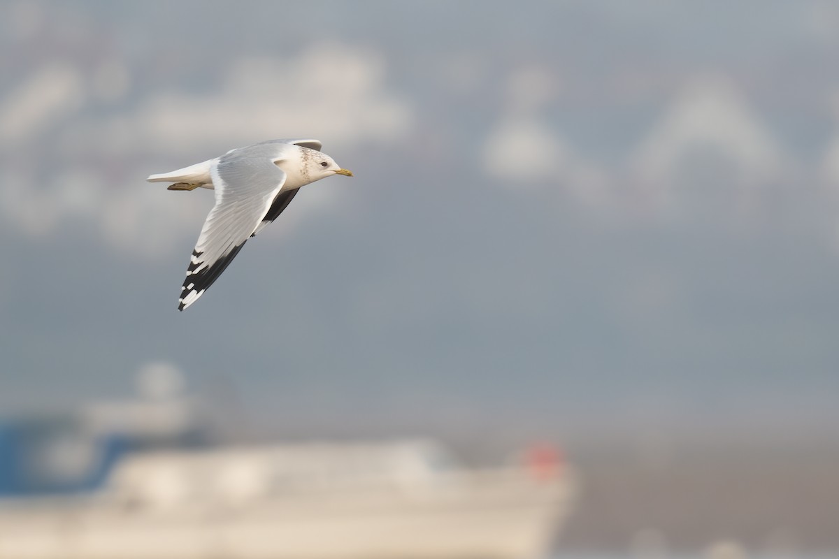 Common Gull (European) - ML313659581