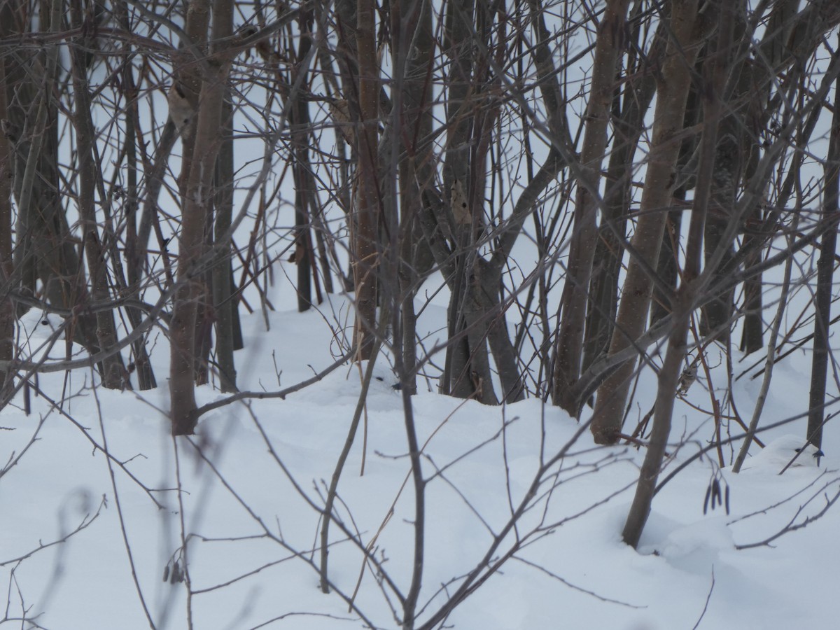 Willow Ptarmigan - ML313660351