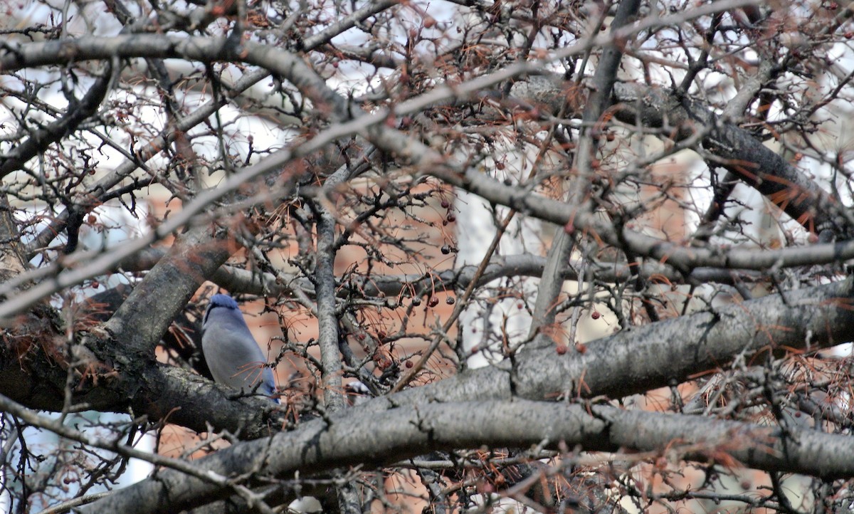 Blue Jay - Anonymous