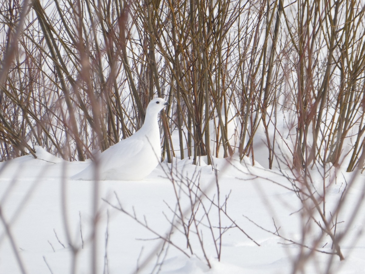 Цагаан ахууна - ML313660651