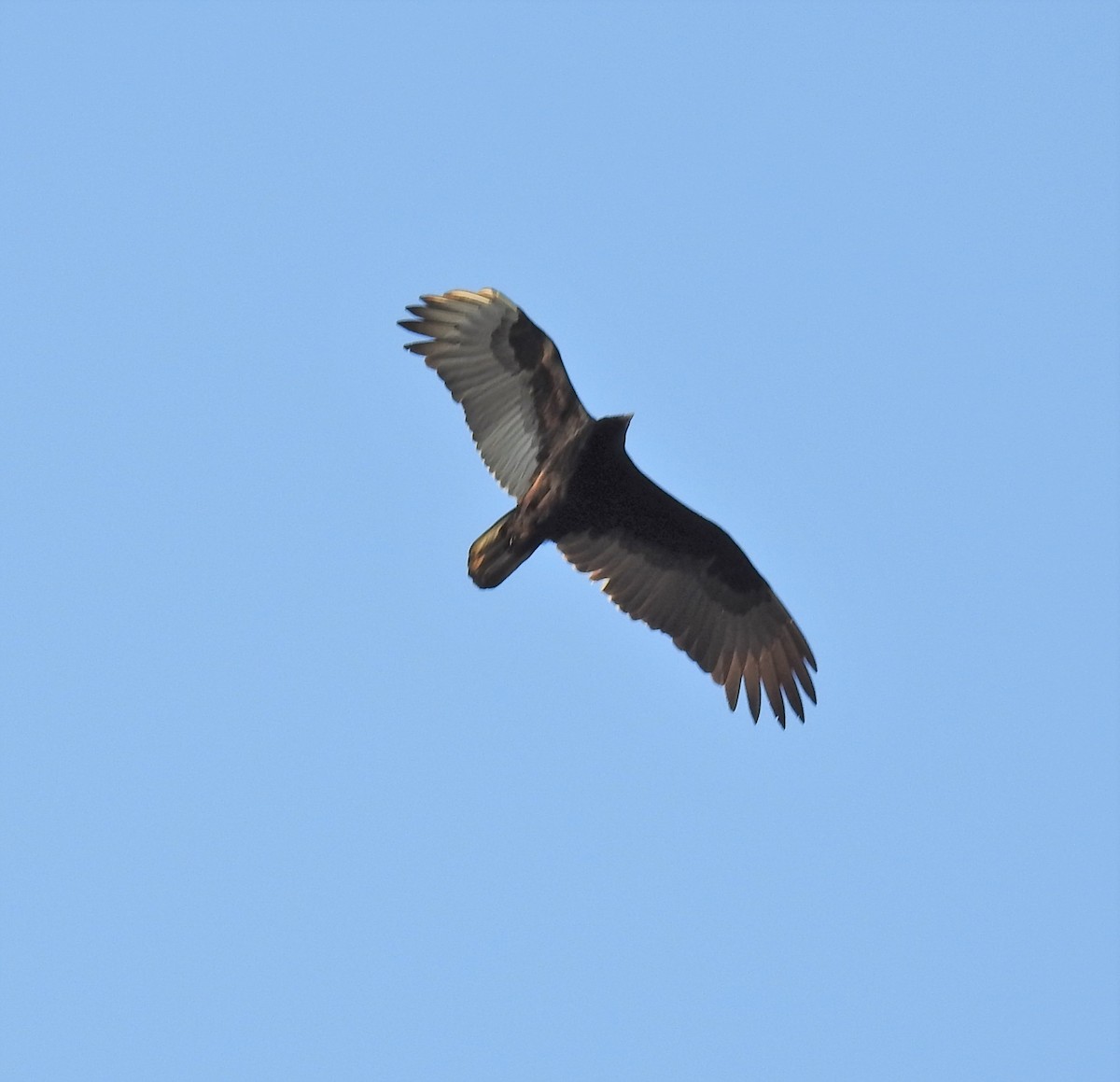 Turkey Vulture - ML313661351