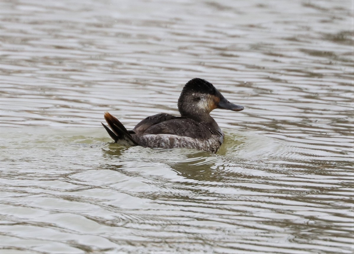 Ruddy Duck - Matthew Valencic