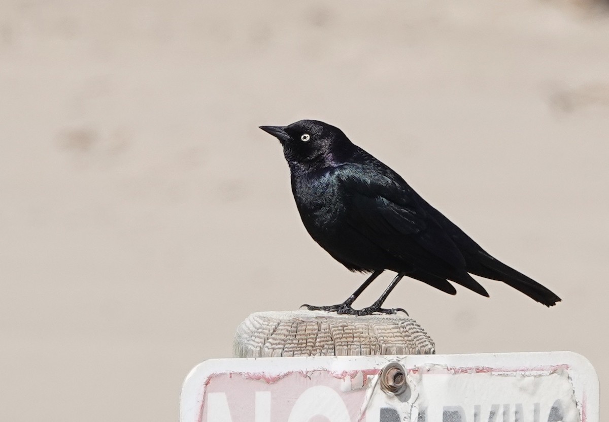 Brewer's Blackbird - ML313663451