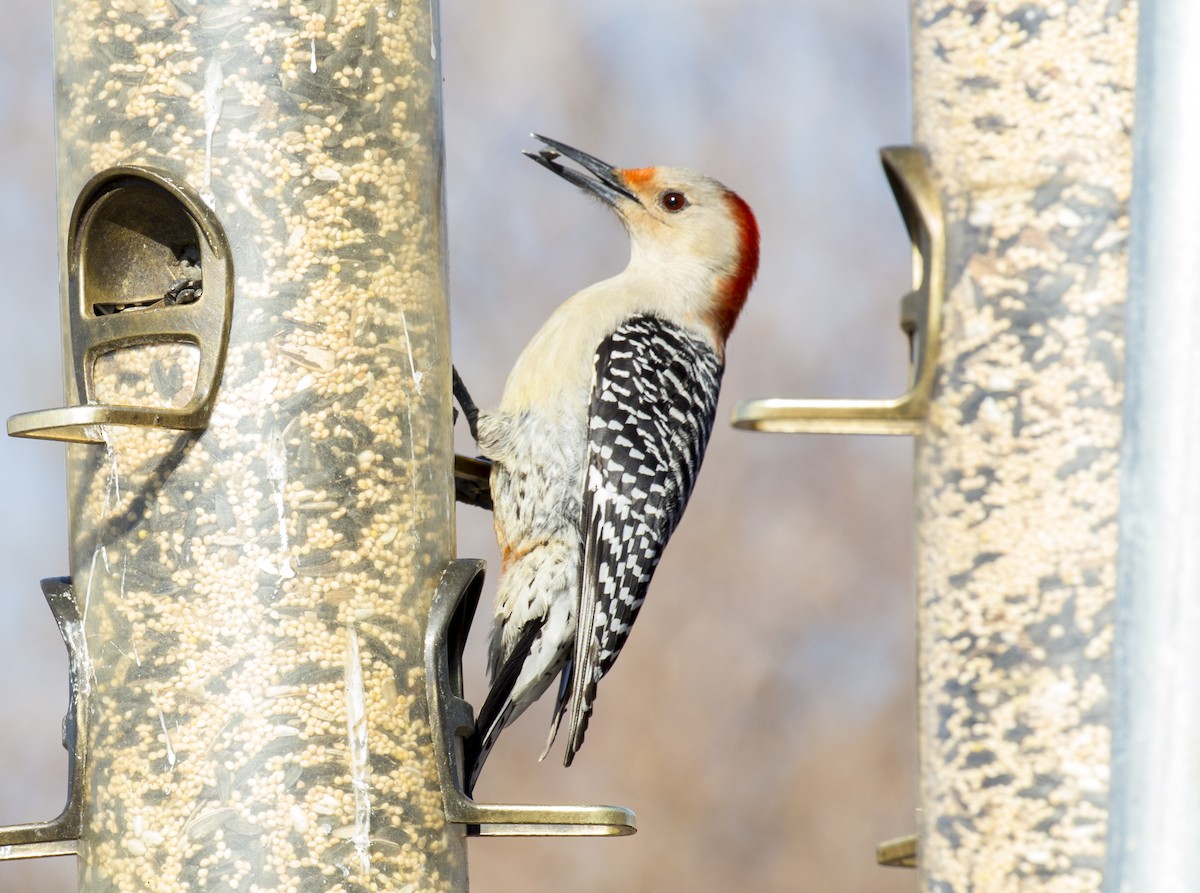 Red-bellied Woodpecker - Michael Richardson