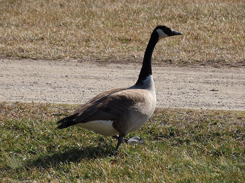 Canada Goose - ML313665821