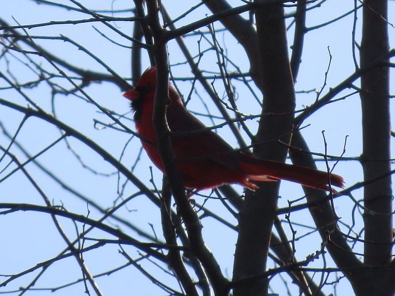 Northern Cardinal - ML313666941