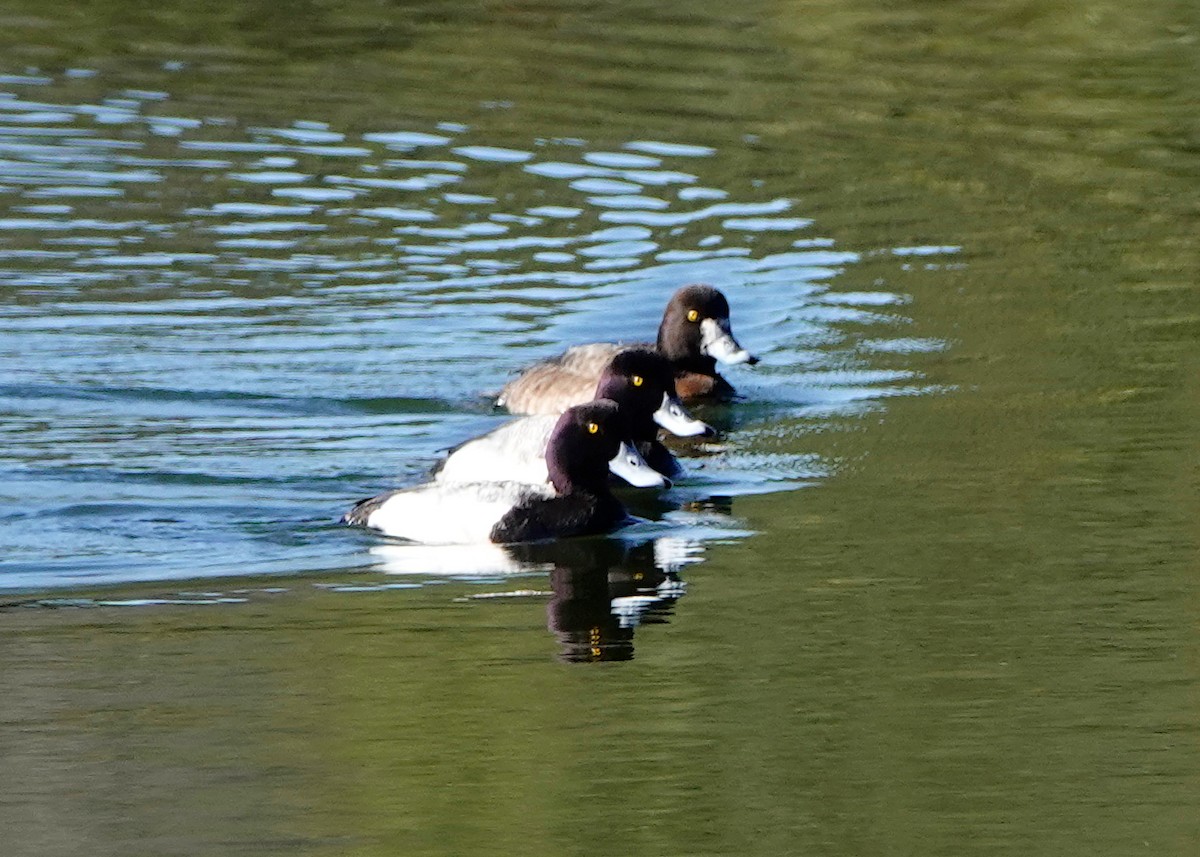 Lesser Scaup - Peter Fang/ Gloria Smith