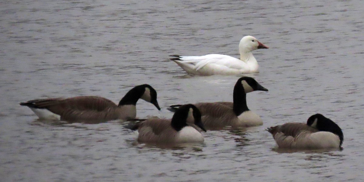 Canada Goose - ML313668811