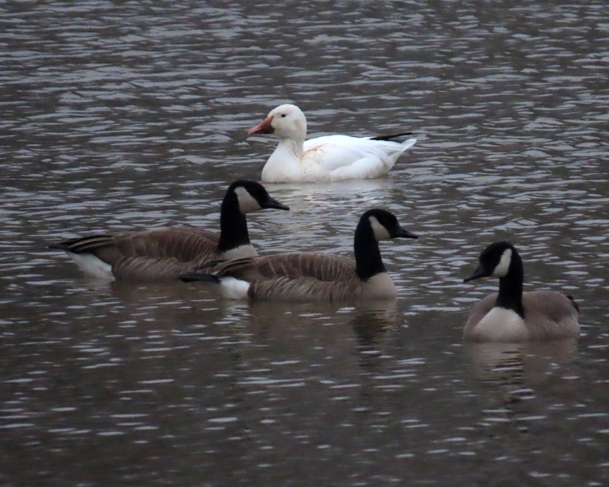 Canada Goose - ML313668821
