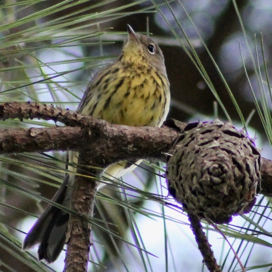 Kirtland's Warbler - ML313669771