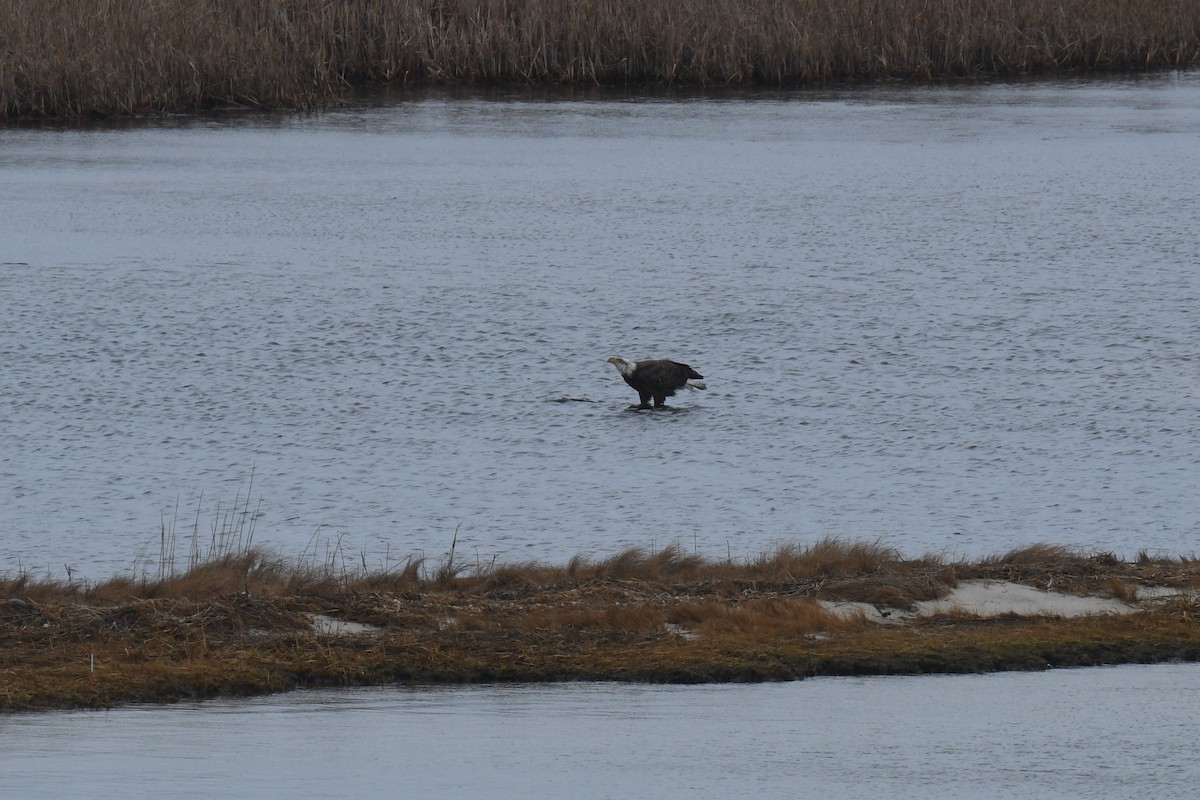 Bald Eagle - ML313670311