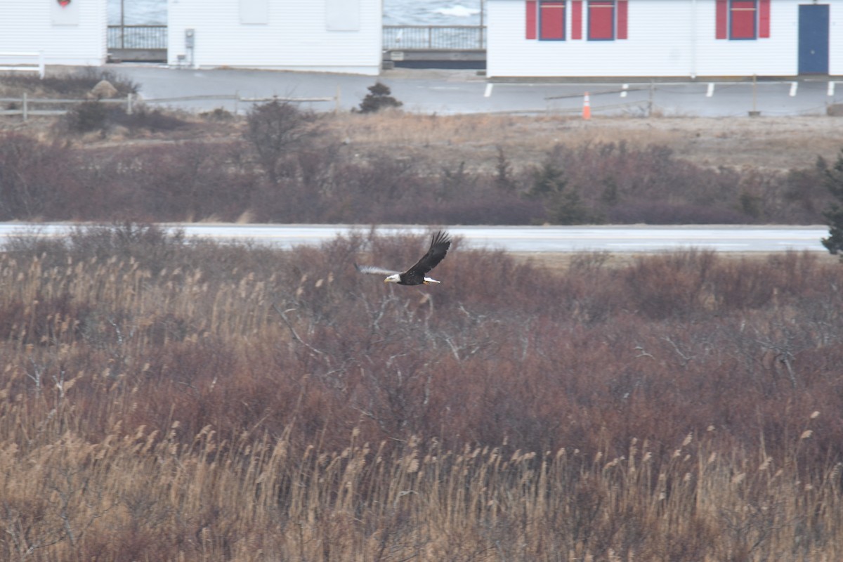 Bald Eagle - ML313670351