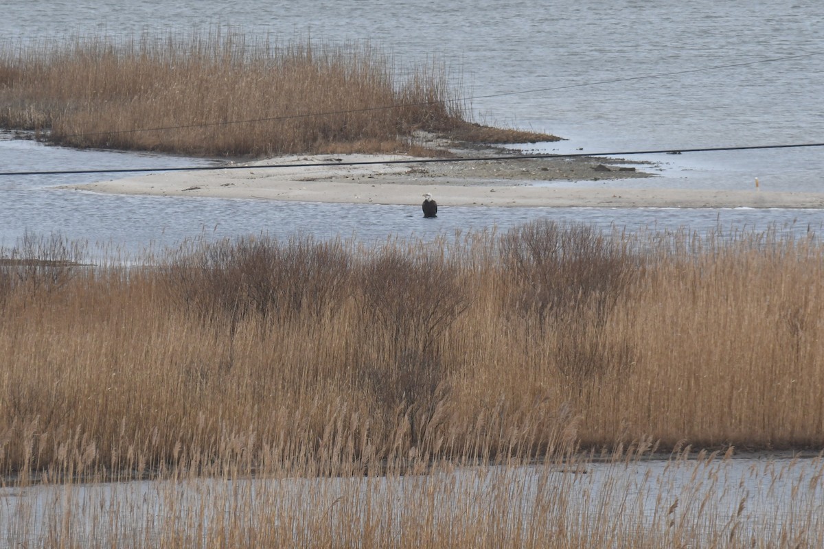 Bald Eagle - ML313670461